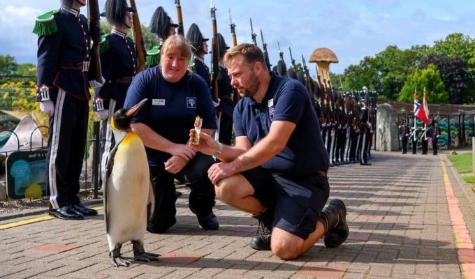 Penguin rose to the rank of major general in the Norwegian army (8 photos)