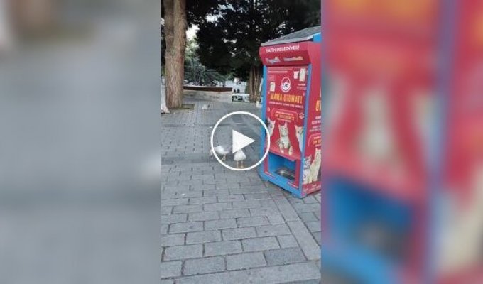 Чайка научилась мяукать