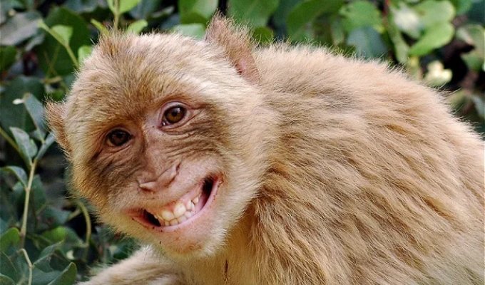 5 ways animals express human emotions (6 photos)