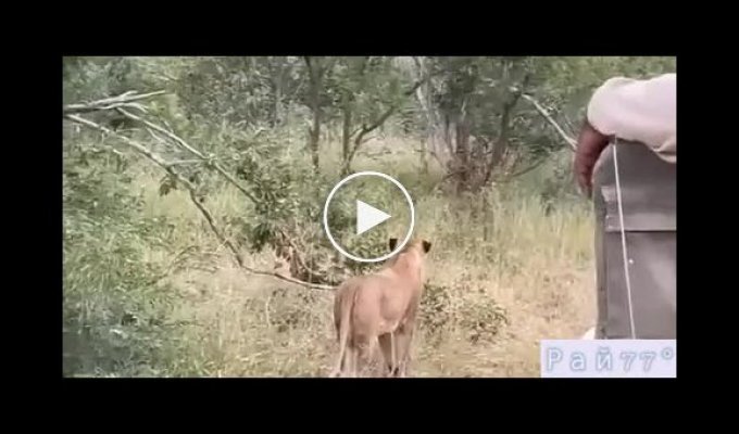 Детеныш жирафа заступился за мать и дал пинка льву на глазах у туристов в ЮАР