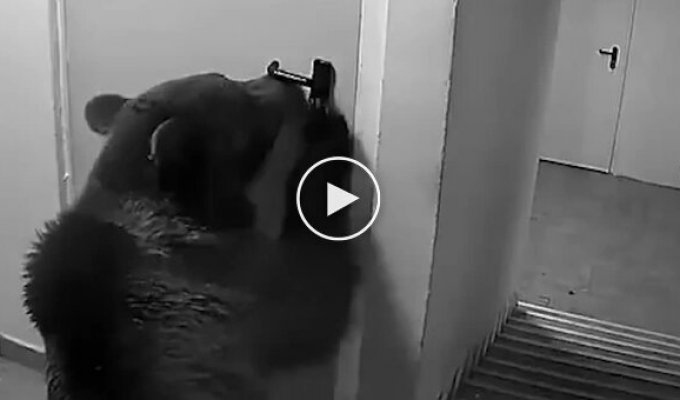 «Медведи вне компетенции»: в Румынии полиция отказалась выезжать на вызов из-за дикого животного