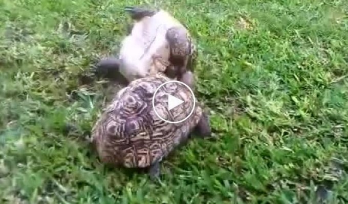 Как черепаха спасает своего друга