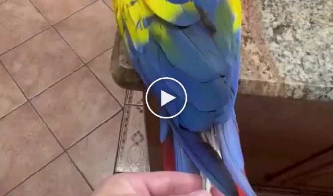 Распаковка перьев попугая