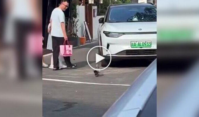 В Китае голубь растолстел от ресторанных угощений и утратил способность летать