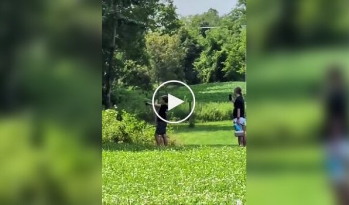 Попасть в гнездо шершней оказалось проще, чем от них убежать