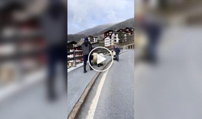 Animals (short videos). Release 101