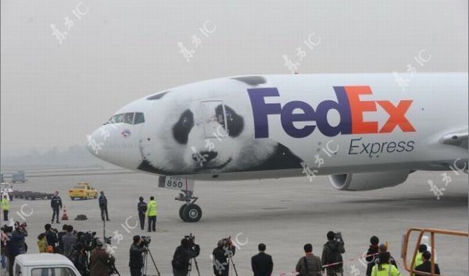 Панды летают на собственном самолете (30 фото)
