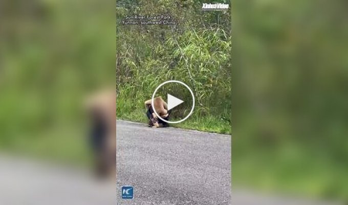 Гиббон сам подошел к сотруднику парка за объятиями