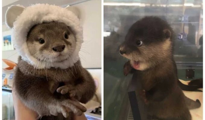 40 Otter Photos You Can't Look at Without Smiling (41 photos)