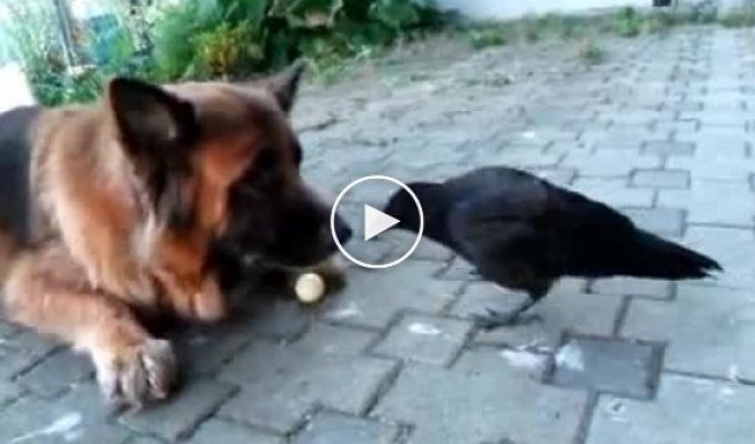 Собака и Ворона играется с шариком