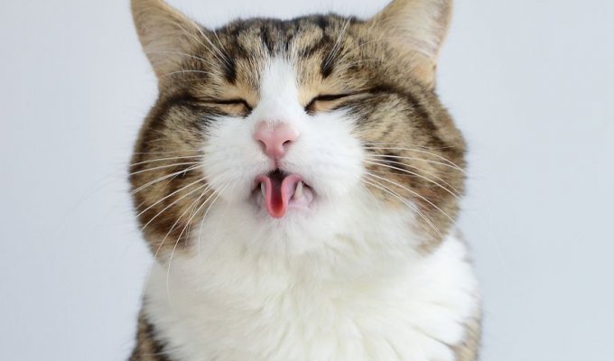 10 фотографий милого котика, который любит показывать язык