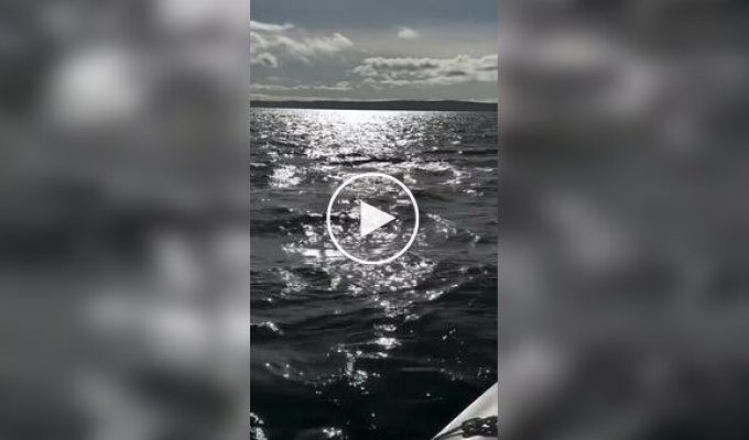 Тюлень запрыгнул на судно, чтобы спастись от косатки