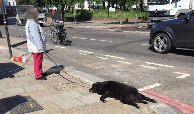 Дамочка тащила за собой по городу умершую от жары собаку (8 фото)
