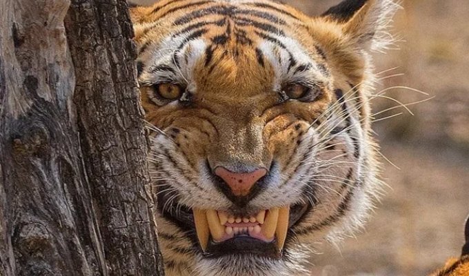 Секретное оружие тигра: его рык может парализовать животное или человека (7 фото)