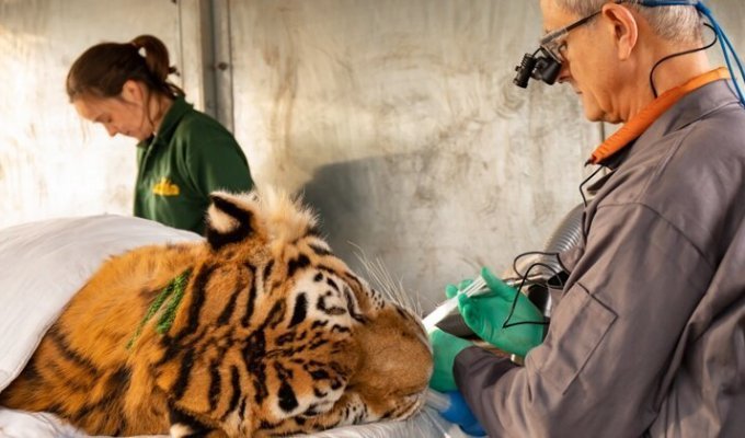 Как амурскому тигру Кузьме зуб лечили (7 фото)