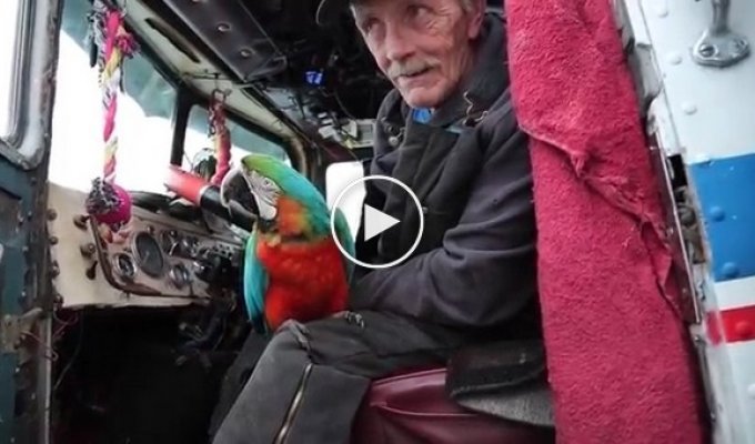 Літній далекобійник із папугою на раритетній вантажівці