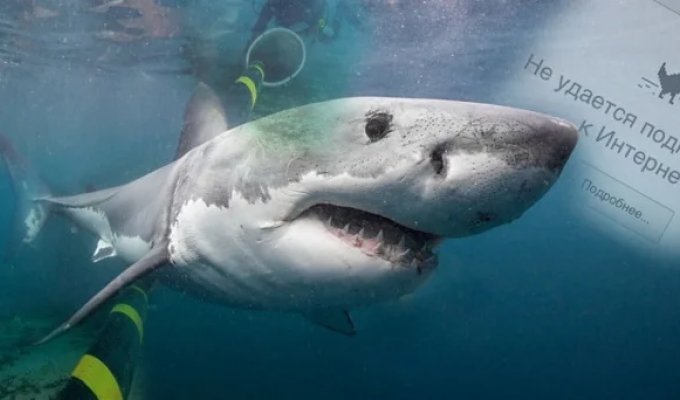 Protecting the internet from… shark attacks (7 photos)