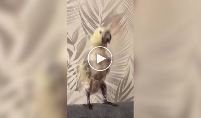 A musical interlude with animals