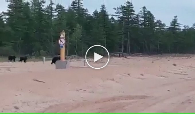 В Якутии мужчина прогнал криком медведицу с медвежатами