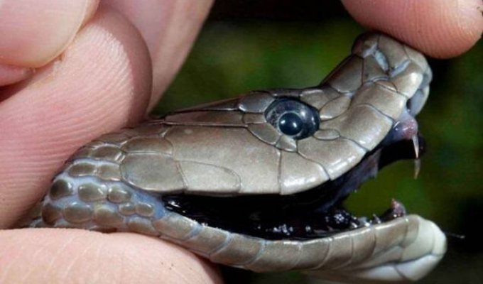 Бросается без предупреждения: почему у чёрной мамбы самая чёрная репутация среди змей? (10 фото)