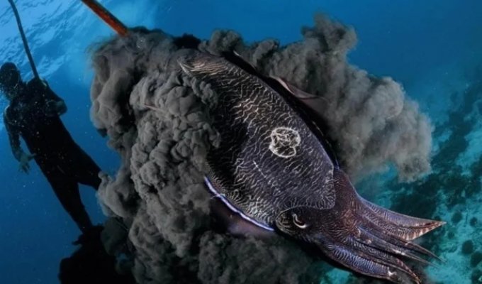 Чернила головоногих — одно из самых элегантных изобретений природы (3 фото)