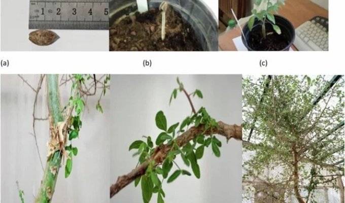 Scientists were able to germinate the seed of an extinct tree mentioned in the Bible (1 photo)