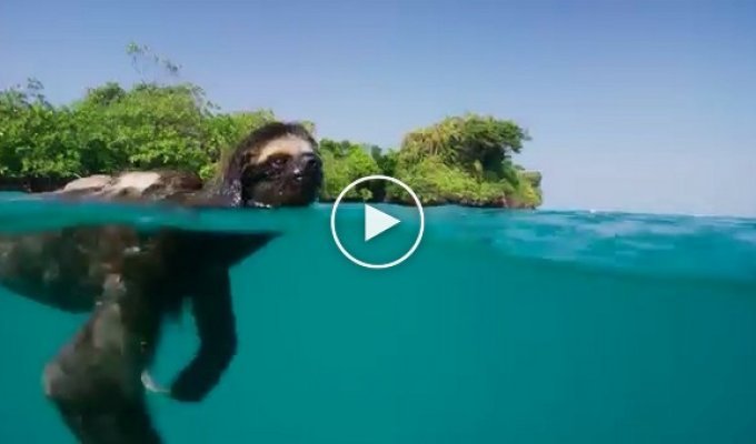 Ленивец плавает вокруг острова в поисках самки