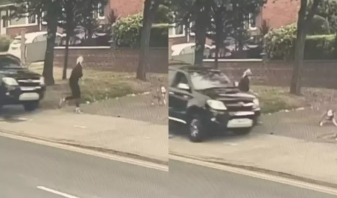Собака спасла хозяйку, вовремя оттащив от мчащейся на нее машины (2 фото + 1 видео)