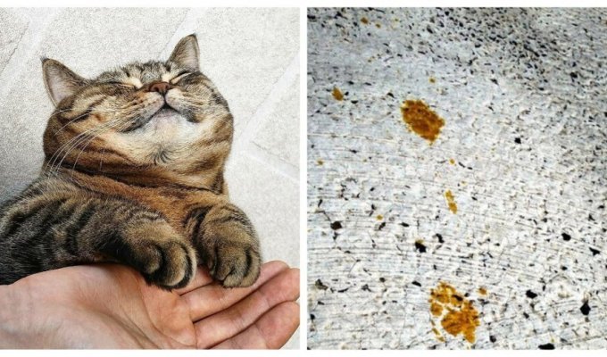 In Japan, a “toxic” cat has put the whole city on edge (2 photos + 1 video)