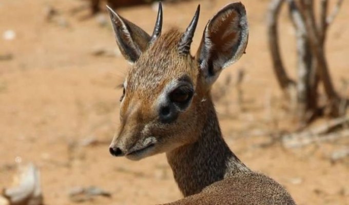 Самая маленькая антилопа, которая может поместиться на ладони (17 фото)