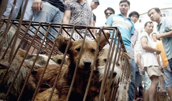 Несмотря на возмущения защитников животных, на китайском фестивале мяса по-прежнему едят кошек и собак (12 фото)