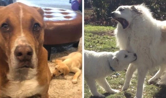 16 dogs who lived very happily until another dog suddenly appeared in the house (17 photos)