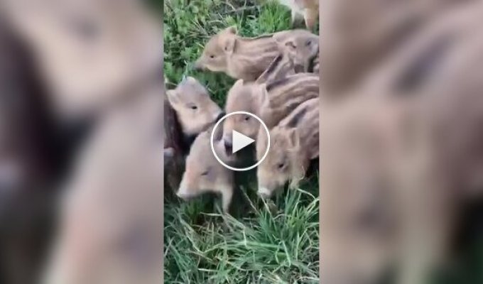 Кабання сімейство на прогулянці