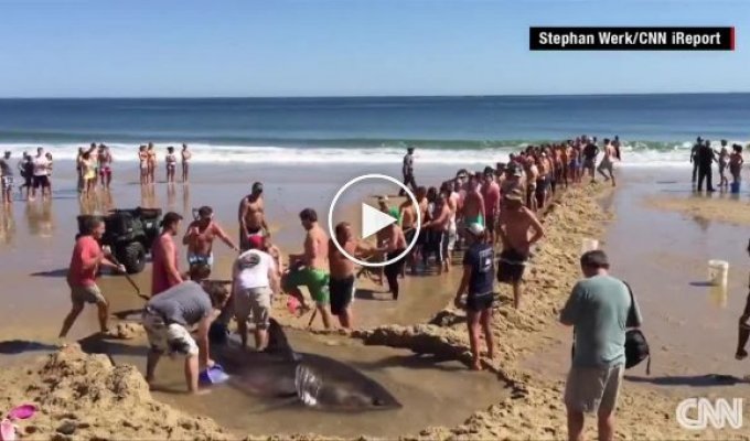 Отдыхающие на пляже в США спасли белую акулу