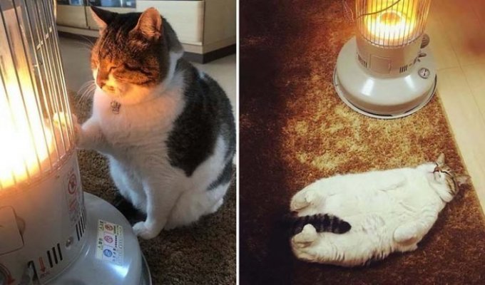 Hilarious photos of a cat who fell in love with a heater (13 photos)