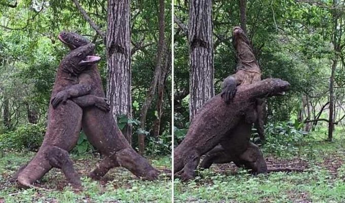 4 комодских варана провели ритуальный бой за самку (4 фото)