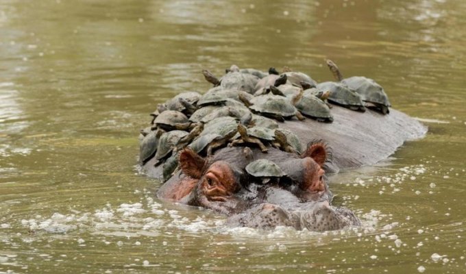 Наглые черепахи используют бегемота как пляж (5 фото)