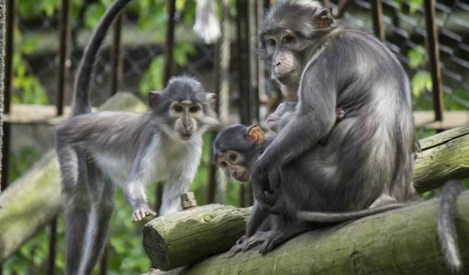 Smoky Mangabey: The Very Primates That Started the HIV and AIDS Epidemic (8 photos)