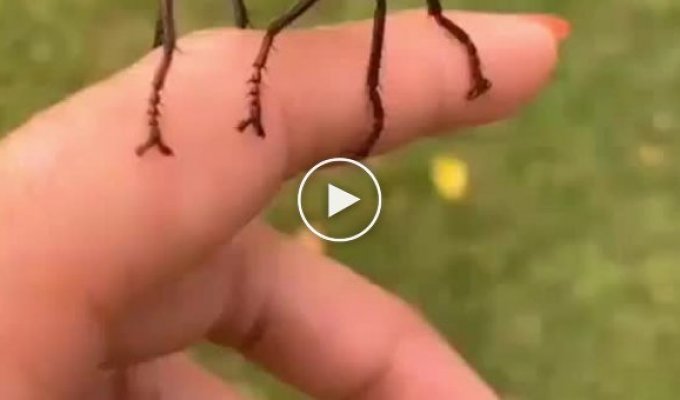 Ктырь - огромная муха, которая кусают больнее пчел