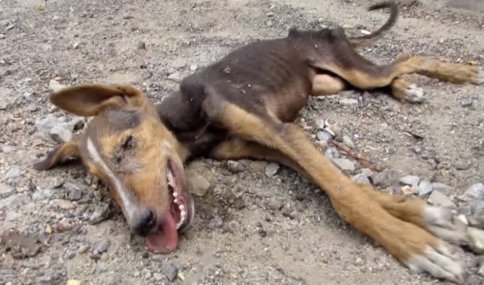 Они нашли на улице мертвую собаку. Как вдруг случилось нечто невозможное… (4 фото + 1 видео)