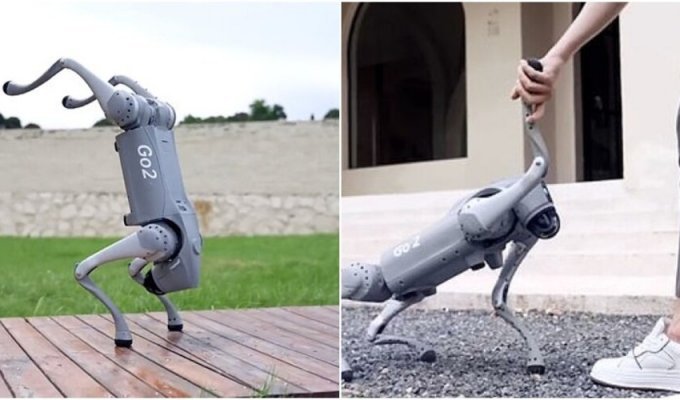 Created robotic dog, which is called the "pet of the future" (7 photos + 1 video)