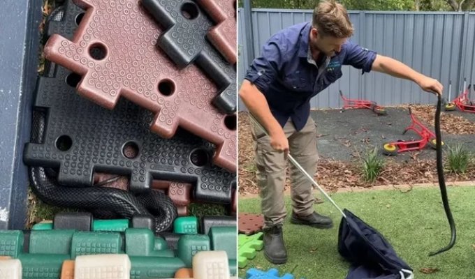 A poisonous snake was caught in a kindergarten in Australia (1 photo + 1 video)