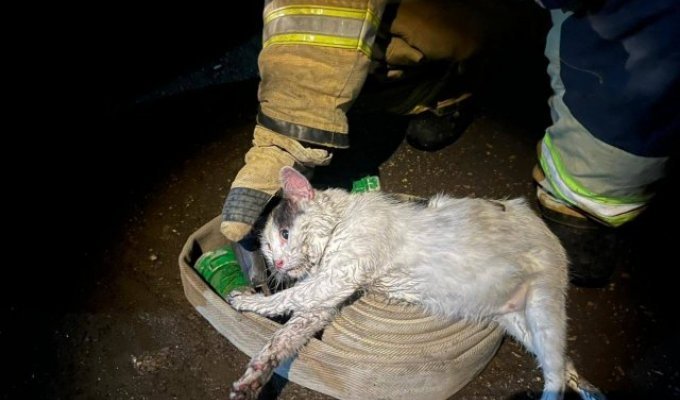Герой дня: кот Пузик из Саратова спас хозяина из пожара и чудом выжил сам