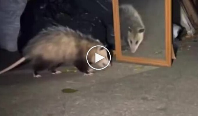 Реакция опоссума на свое отражение в зеркале