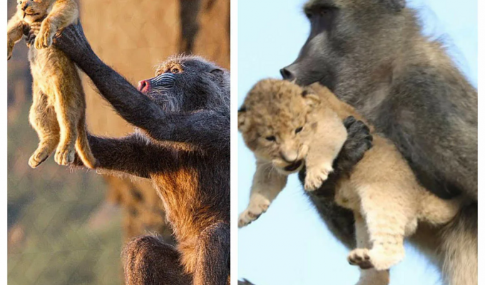 Why do baboons steal lion and leopard kittens? (6 photos)