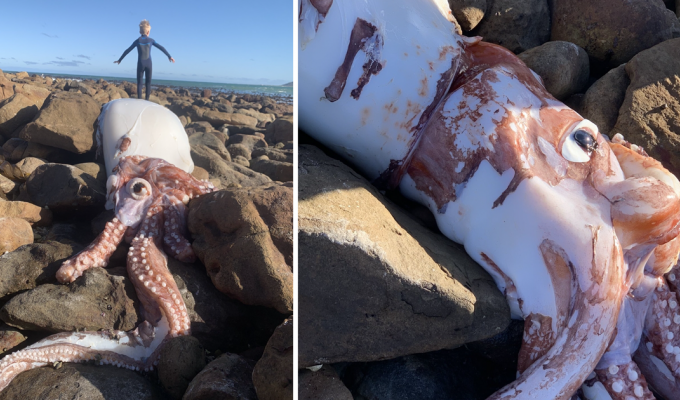 На берег Кейптауна выбросило редкого гигантского кальмара (5 фото + 1 видео)