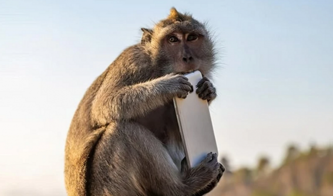 Мавпи Балі надто порозумнішали і зайнялися рекетом (6 фото)