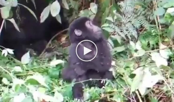 Детеныш гориллы учится бить себя кулаками в грудь