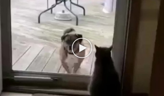 Когда кот не рад новым соседям