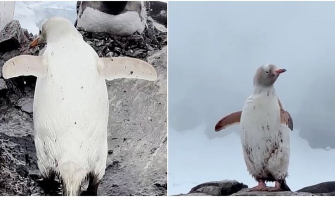 Отшельник: в Антарктике заметили пингвина с особенностью (8 фото + 1 видео)